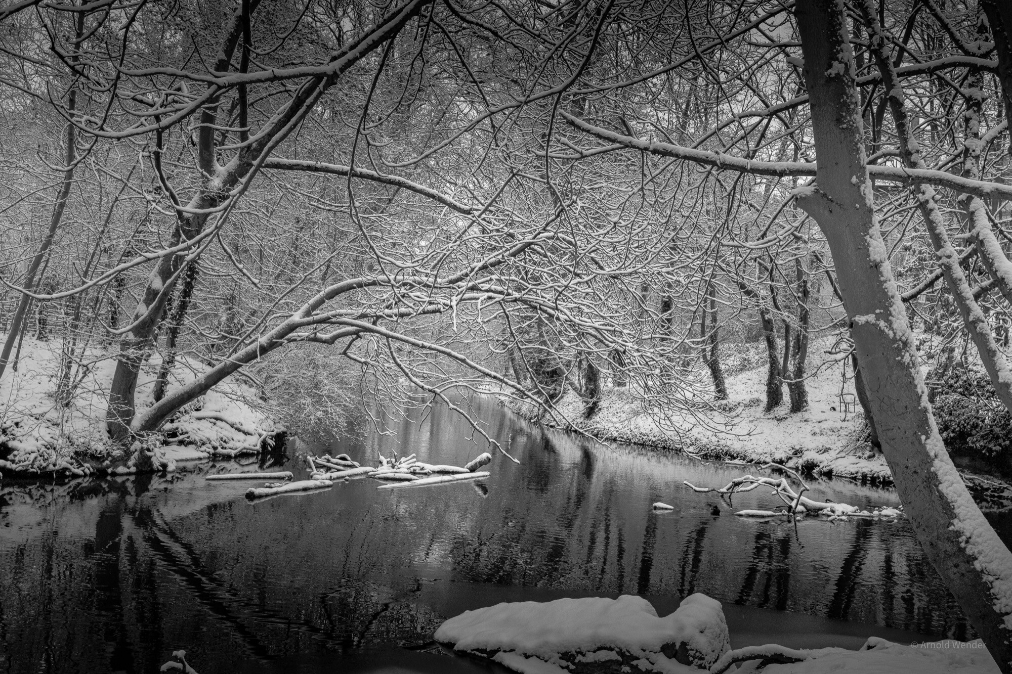 Morgennebel über der Saale bei Halle mit Baumsilhouetten und spiegelnder Wasseroberfläche