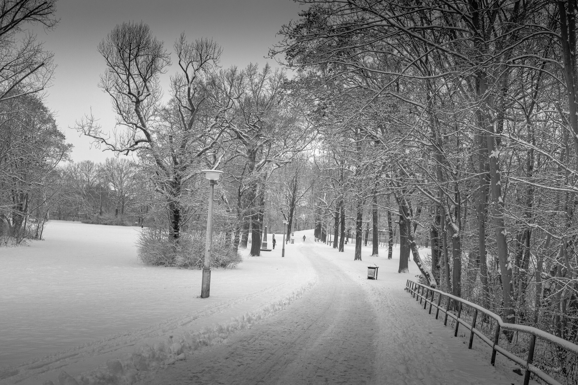 Herbstliche Allee auf der Peißnitzinsel in Halle mit goldgelbem Laub und weichem Nachmittagslicht